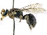  ( - CCDB-27396-B08)  @11 [ ] CreativeCommons - Attribution (2016) CBG Photography Group Centre for Biodiversity Genomics