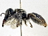  (Leioproctus - CCDB-27396-C05)  @15 [ ] CreativeCommons - Attribution (2016) CBG Photography Group Centre for Biodiversity Genomics