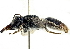  ( - CCDB-27396-C06)  @14 [ ] CreativeCommons - Attribution (2016) CBG Photography Group Centre for Biodiversity Genomics