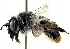  ( - CCDB-27396-C07)  @11 [ ] CreativeCommons - Attribution (2016) CBG Photography Group Centre for Biodiversity Genomics