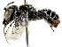  (Megachile clypeata - CCDB-27396-D12)  @11 [ ] CreativeCommons - Attribution (2016) CBG Photography Group Centre for Biodiversity Genomics