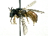  ( - CCDB-27396-G01)  @11 [ ] CreativeCommons - Attribution (2016) CBG Photography Group Centre for Biodiversity Genomics