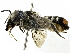  ( - CCDB-27396-H11)  @14 [ ] CreativeCommons - Attribution (2016) CBG Photography Group Centre for Biodiversity Genomics