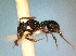  (Myrmecina ADM2624 - EM069.a)  @13 [ ] CreativeCommons - Attribution (2018) David Donoso Escuela Politécnica Nacional