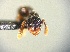  (Myrmecina AAM6590 - EM941)  @12 [ ] CreativeCommons - Attribution (2018) David Donoso Escuela Politécnica Nacional