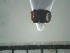  ( - USNM ENT 01014528)  @12 [ ] No Rights Reserved  Unspecified Unspecified