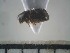 ( - USNM ENT 01014498)  @12 [ ] No Rights Reserved  Unspecified Unspecified