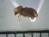  ( - USNM ENT 01014710)  @12 [ ] No Rights Reserved  Unspecified Unspecified