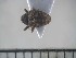  (Cryptorhynchinae_gen sp. 146MW - USNM ENT 01014302)  @12 [ ] No Rights Reserved  Unspecified Unspecified