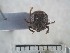  (Cryptorhynchinae_gen - USNM ENT 01014461)  @13 [ ] No Rights Reserved  Unspecified Unspecified