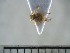  (Tychiini_gen - USNM ENT 01014407)  @12 [ ] No Rights Reserved  Unspecified Unspecified