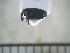  (Baridinae_gen sp. 291MW - USNM ENT 01014425)  @11 [ ] No Rights Reserved  Unspecified Unspecified