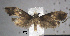  (Monopis sp - USNM ENT 01014049)  @14 [ ] No Rights Reserved  Unspecified Unspecified