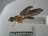  (Ptecticus sp. AAV2735 - USNM ENT 01014863)  @11 [ ] No Rights Reserved  Unspecified Unspecified