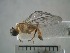  (Ptecticus rogans - USNM ENT 01014862)  @12 [ ] No Rights Reserved  Unspecified Unspecified