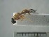  (Ptecticus ferrugineus - USNM ENT 01014866)  @12 [ ] No Rights Reserved  Unspecified Unspecified