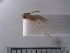  (Phanerotoma sp. ADC6031 - USNM ENT 01014852)  @12 [ ] No Rights Reserved  Unspecified Unspecified