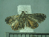  ( - USNM ENT 01014247)  @11 [ ] No Rights Reserved  Unspecified Unspecified