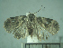  ( - USNM ENT 01014204)  @11 [ ] No Rights Reserved  Unspecified Unspecified