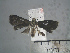  ( - USNM ENT 01014089)  @13 [ ] No Rights Reserved  Unspecified Unspecified
