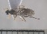  (Bracon sp. ADC7641 - USNM ENT 01014646)  @12 [ ] No Rights Reserved  Unspecified Unspecified