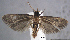  (Carposina sp. AAG8486 - USNM ENT 01014026)  @14 [ ] No Rights Reserved  Unspecified Unspecified