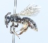  (Andrena pulverea - CCDB-38301_F06)  @11 [ ] CreativeCommons - Attribution Share-Alike (2023) Cory Sheffield Royal Saskatchewan Museum