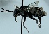  ( - CCDB-38770 E11)  @11 [ ] CreativeCommons - Attribution Share-Alike (2021) Cory Sheffield Royal Saskatchewan Museum
