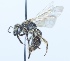  (Andrena cornelli - CCDB-38301_D05)  @11 [ ] CreativeCommons - Attribution Share-Alike (2023) Cory Sheffield Royal Saskatchewan Museum