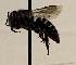  ( - CCDB-32641 C09)  @11 [ ] CreativeCommons - Attribution Share-Alike (2020) Cory Sheffield Royal Saskatchewan Museum