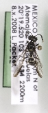  (Cerceris marginata - CCDB-15268 D07)  @12 [ ] Unspecified (default): All Rights Reserved (2012) Packer Lab York University