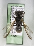 (Cerceris dilatata - CCDB-15268 E06)  @12 [ ] Unspecified (default): All Rights Reserved (2012) Packer Lab York University