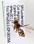  (Nomada autumnalis - CCDB-20944 F09)  @12 [ ] Unspecified (default): All Rights Reserved (2014) Royal Saskatchewan Museum Royal Saskatchewan Museum