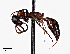  (Methocha stygia - CCDB-20948 D08)  @14 [ ] No Rights Reserved (2015) Cory Sheffield Royal Saskatchewan Museum