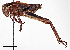  ( - CCDB-20948 E09)  @13 [ ] No Rights Reserved (2015) Cory Sheffield Royal Saskatchewan Museum