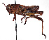  ( - CCDB-20948 E10)  @14 [ ] No Rights Reserved (2015) Cory Sheffield Royal Saskatchewan Museum