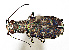  ( - CCDB-20948 H07)  @14 [ ] No Rights Reserved (2015) Cory Sheffield Royal Saskatchewan Museum
