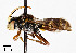  (Nomada articulata - CCDB-25138 H03)  @14 [ ] Copyright (2016) Cory Sheffield Royal Saskatchewan Museum