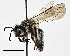  (Andrena perarmata - CCDB-25139 E03)  @14 [ ] © (2017) Cory Sheffield Royal Saskatchewan Museum