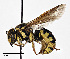  (Dianthidium singulare - CCDB-25140 B10)  @15 [ ] © (2017) Cory Sheffield Royal Saskatchewan Museum