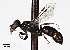  (Pulverro columbianus - CCDB-25140 G12)  @14 [ ] © (2017) Cory Sheffield Royal Saskatchewan Museum