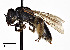  (Andrena integra - CCDB-25141 F04)  @14 [ ] © (2016) Cory Sheffield Royal Saskatchewan Museum