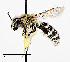  (Andrena pecosana - CCDB-25142 D07)  @13 [ ] Copyright (2016) Cory Sheffield Royal Saskatchewan Museum