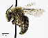  (Andrena helianthi - CCDB-25169 B08)  @15 [ ] © (2018) Cory S. Sheffield Royal Saskatchewan Museum