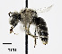  ( - CCDB-25169 E01)  @11 [ ] © (2018) Cory S. Sheffield Royal Saskatchewan Museum