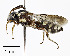  (Nomada texana - CCDB-25169 G02)  @13 [ ] © (2018) Cory S. Sheffield Royal Saskatchewan Museum