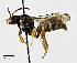  ( - CCDB-32645 G09)  @11 [ ] Copyright (2019) Cory Sheffield Royal Saskatchewan Museum