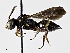  (Nomada fervida - CCDB-32645 H02)  @14 [ ] Copyright (2019) Cory Sheffield Royal Saskatchewan Museum