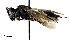  ( - CCDB-32649 B07)  @11 [ ] © (2019) Cory S. Sheffield Royal Saskatchewan Museum