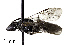 ( - CCDB-32649 B09)  @11 [ ] © (2019) Cory S. Sheffield Royal Saskatchewan Museum